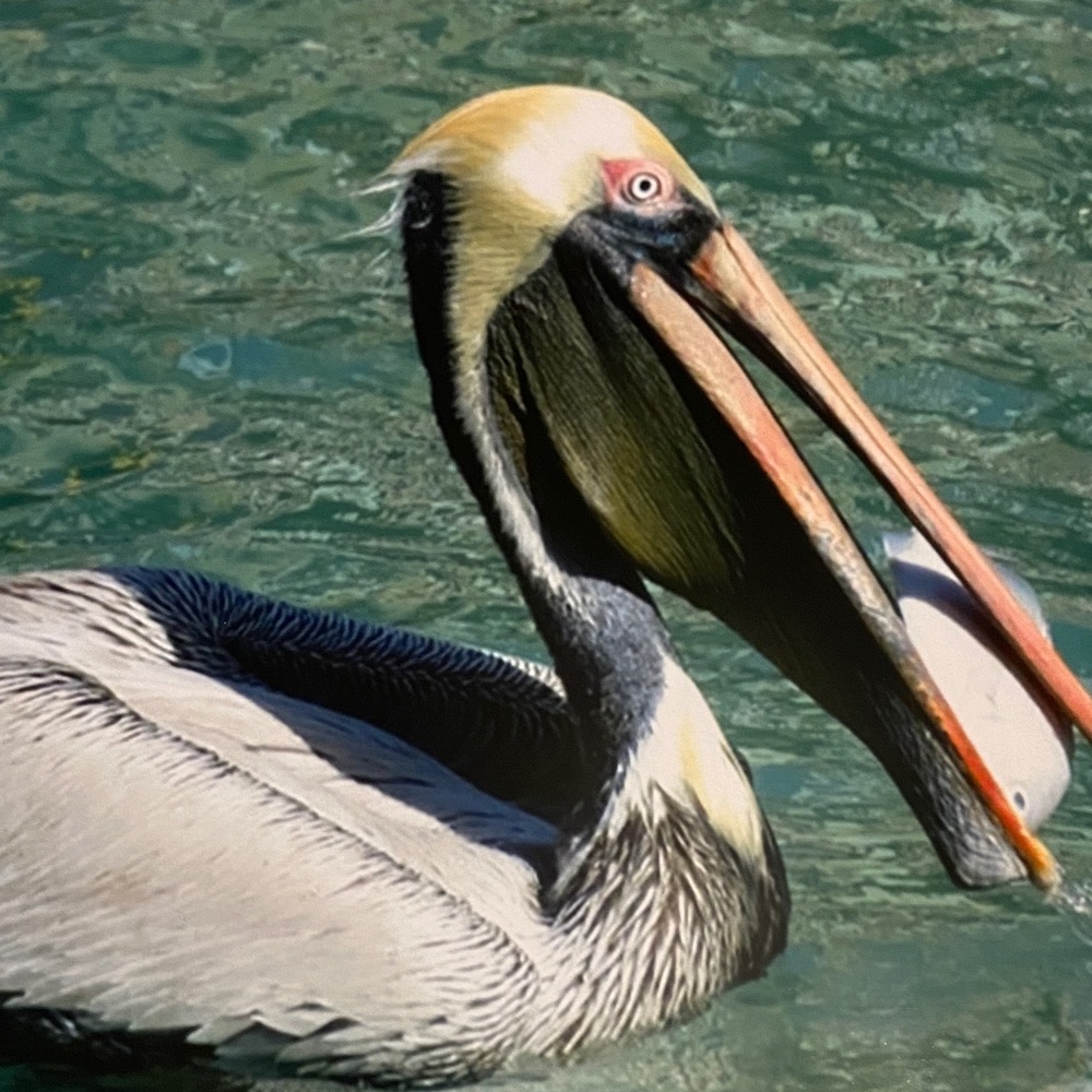 Pelican print